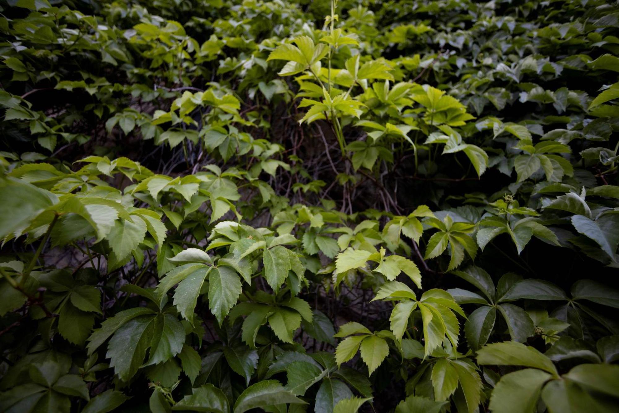Parco Statella Vila Montelaguardia Exterior foto